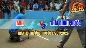 Trận 18 Thường Phước 17/1/2026 - Bướm Đá Đúng Một Cước Điều Lìa Giò