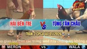 Trận 2 CPC4 14/1/2026 - Điều Tích Vôi Anh Tùng Tải Cựa Quá Tốt