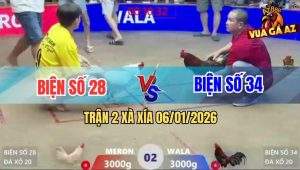 Trận 2 Xà Xía 6/1/2026 - Úa Né Hay Trả Lại Cây Xanh Đập Cánh Giãy Chết