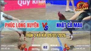 Trận 2 Xà Xía 9/1/2026 - Khét Anh Phúc 1 Cựa Hạ Gà Idol Kiểm Cà Mau