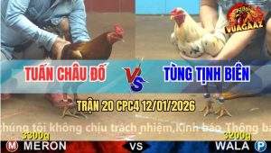 Trận 20 CPC4 12/1/2025 - Gà Vàng Anh Tuấn Đâm Bướm Chết Cứng Người