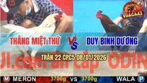 Trận 22 CPC5 9/1/2026 - Gà Que Anh Duy Đá Bướm Anh Thắng Ói Đen Đầu
