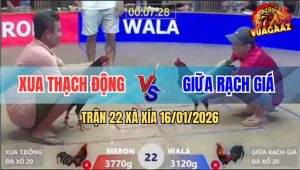Trận 22 Xà Xía 16/1/2026 - Điều Chân Xanh Đá Gà Đỏ Như Mũi Chích Inox