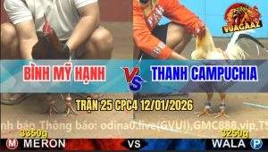 Trận 25 CPC4 12/1/2025 - Gà Điều Anh Bình Đá Gà Bướm Như Đóng Cọc