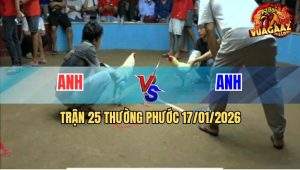 Trận 25 Thường Phước 17/1/2026 - Gà Úa Đâm Bướm Cây Lưng Té Xòe Đuôi