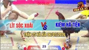 Trận 25 Xà Xía 6/1/2026 - Gà Vàng Anh Kiểm: 1 Phút Đâm Bướm Như Tổ Ong