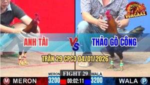 Trận 29 CPC3 4/1/2026 - Điều Chân Xanh Anh Thảo Đá 3 Chân Lụm Tiền