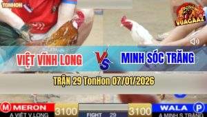 Trận 29 TonHon 7/1/2026 - Vàng Bông May Độ Siết Bướm Cây Lung Về Bờ