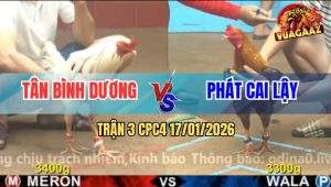 Trận 3 CPC4 17/1/2026 - Hai Con Cuốn Vô Đâm Lút Kim, Chết Cả Đôi