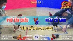 Trận 3 Xà Xía 12/1/2025 - Gà Anh Phú Đâm Gà Anh Kiểm Gỡ Cựa Không Kịp
