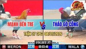 Trận 37 CPC3 8/1/2026 - Gà Que Né Hay Trả Lại Cây Hiểm Điều Té Hết Cứu