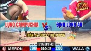 Trận 42 CPC3 11/1/2026 - Điều Đá Bo Trời Đánh, Gà Cú Kêu Như Bom Nổ