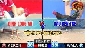 Trận 47 CPC3 4/1/2026 - Gà Que Anh Gấu Đâm Ngay Ông Địa Bướm Ngã Ngang