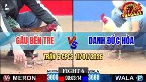 Trận 6 CPC3 11/1/2026 - Điều Chân Trắng Anh Gấu Bến Tre Đâm Như Chỉa