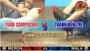 Trận 7 CPC4 14/1/2026 - Cú Trên Màu Bướm Giết Không Được Vô Trong Bỏ Ô