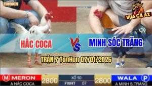Trận 7 TonHon 7/1/2026 - Điều Anh Minh Hạ Bướm Anh Hắc Không Cọng Lông