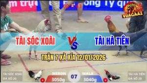 Trận 7 Xà Xía 12/1/2025 - Xám Chuối Mã Cú Anh Nu Đâm Cựa Như Phát Xít
