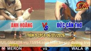 Trận 9 CPC4 6/1/2026 - Bướm Anh Hoàng Đá Điều Anh Đức Bể Cuống Họng