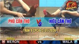 Trận 9 CPC4 12/1/2025 - Điều Múa Quá Nhanh, Gà Vàng Bó Tay Chịu Chết