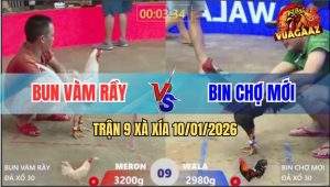 Trận 9 Xà Xía 10/1/2026 - Gà Úa Đâm Lút Kim Khiến Điều Té Ngửa