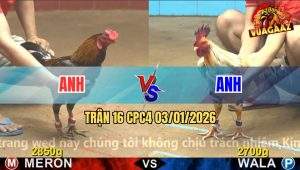Trận 16 CPC4 03/01/2026