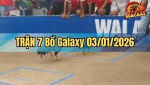 Trận 7 Galaxy 03/01/2026